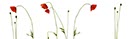 %_tempFileNameklatschmohn%207%