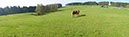 %_tempFileNamelandschaft%20mit%20pferden%