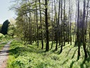 %_tempFileNamelichter%20Wald%