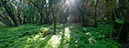 %_tempFileNamelorbeerwald%20001%