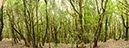 %_tempFileNamelorbeerwald%20002%