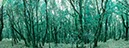 %_tempFileNamelorbeerwald%20003%
