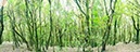 %_tempFileNamelorbeerwald%20004%