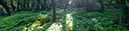 %_tempFileNamelorbeerwald%20hell%205%