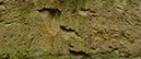 %_tempFileNamemoos%20und%20flechtenwand%