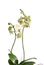 %_tempFileNameorchidee%20002%