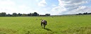 %_tempFileNamepferd%20auf%20feld%20003%