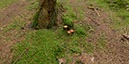 %_tempFileNamepilze_im_wald_1%