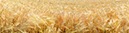 %_tempFileNamereifes%20getreide%