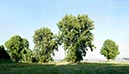 %_tempFileNameriehler%20Aue%202%